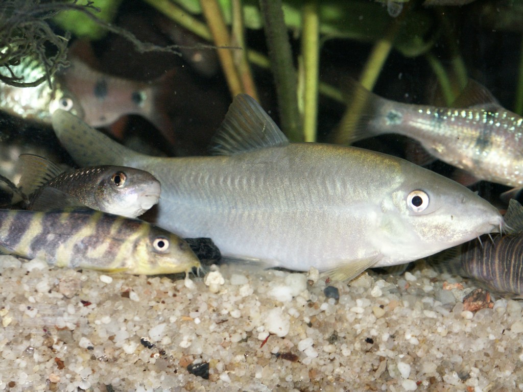 Yasuhikotakia caudipunctata - Female