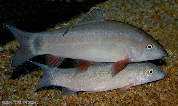 Yasuhikotakia eos Yasuhikotakia eos