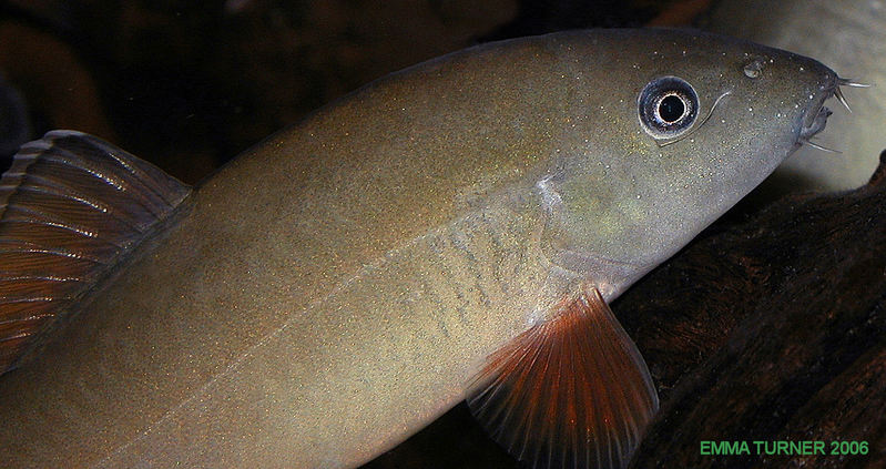 Yasuhikotakia eos, closeup