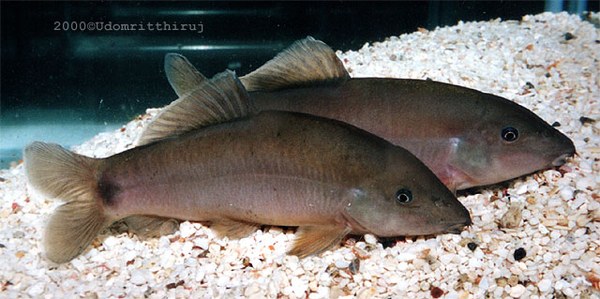 Yasuhikotakia eos - Large adults