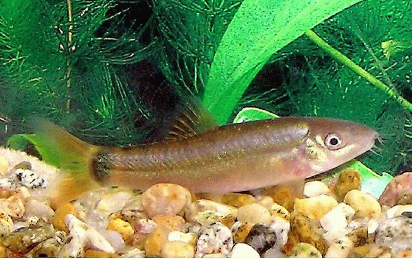Yasuhikotakia lecontei Yasuhikotakia lecontei