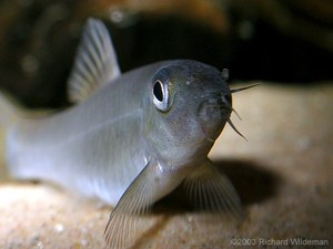 Yasuhikotakia lecontei, closeup