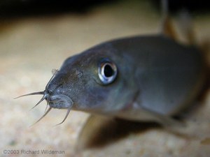 Yasuhikotakia lecontei, closeup