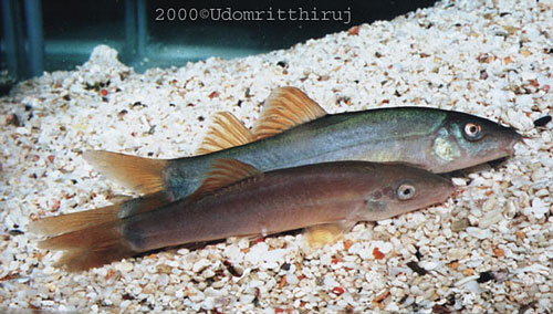 Yasuhikotakia lecontei - Two of the red-finned version