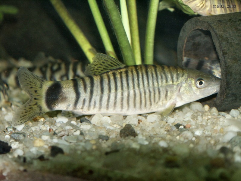 Yasuhikotakia lecontei -Youngster with striped pattern