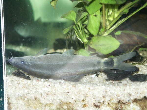 Yasuhikotakia lecontei -Laying on side, asleep.