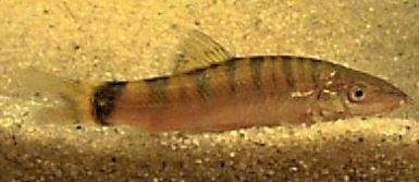 Yasuhikotakia lecontei - Striped youngster