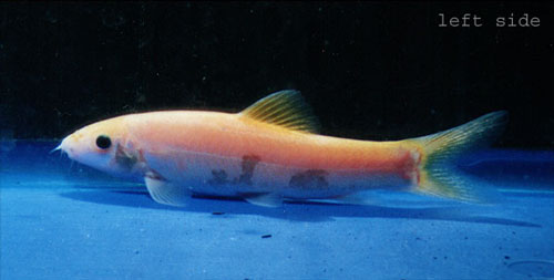 Yasuhikotakia lecontei - Xanthic morph.