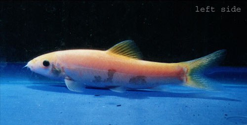 Yasuhikotakia lecontei - Xanthic morph.
