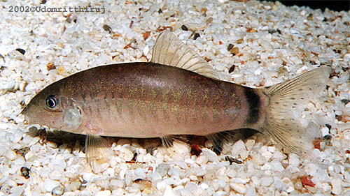 Yasuhikotakia longidorsalis Yasuhikotakia longidorsalis