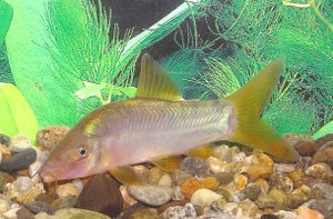 Yasuhikotakia modesta, with yellow fins