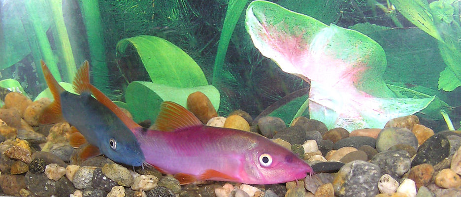 Yasuhikotakia modesta - Artificially dyed fish