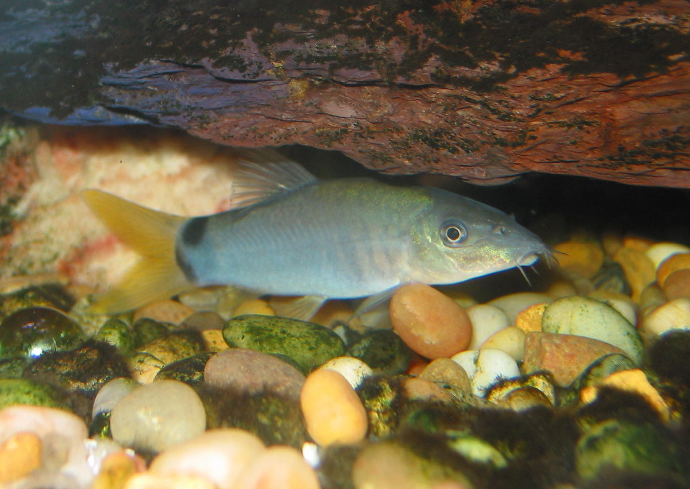 Yasuhikotakia modesta - Yellow finned specimen