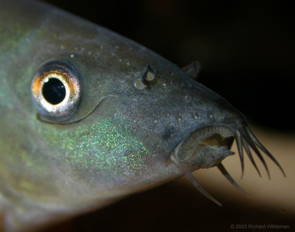 Yasuhikotakia modesta - Closeup of mouth