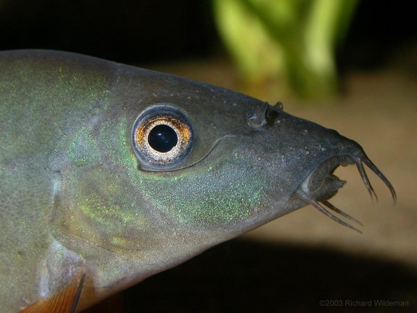 Yasuhikotakia modesta - Head profile closeup