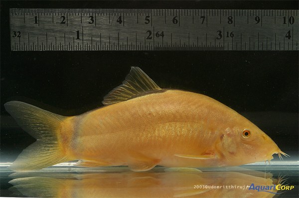 Yasuhikotakia morleti -Very large wild-caught specimen