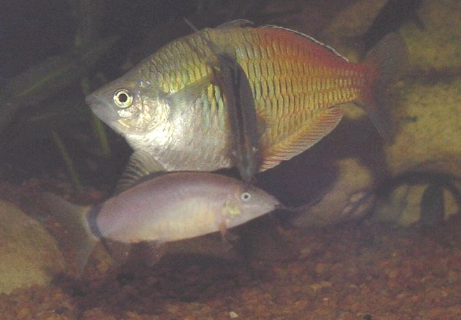 Yasuhikotakia morleti - Newly introduced fish is attacked by existing resident