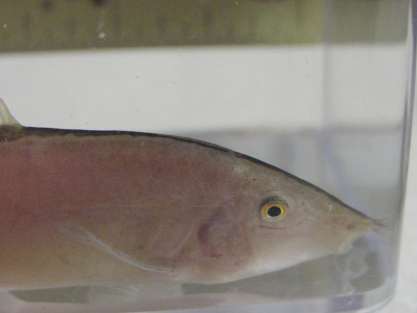 Yasuhikotakia morleti - Head closeup