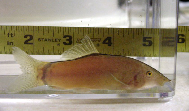 Yasuhikotakia morleti -adult