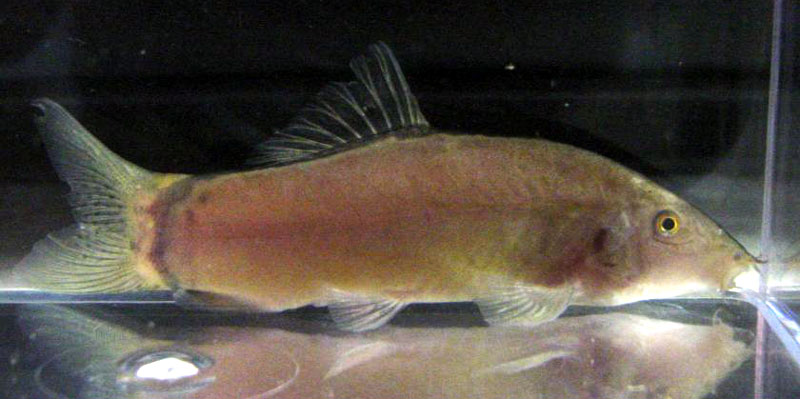 Yasuhikotakia morleti - adult