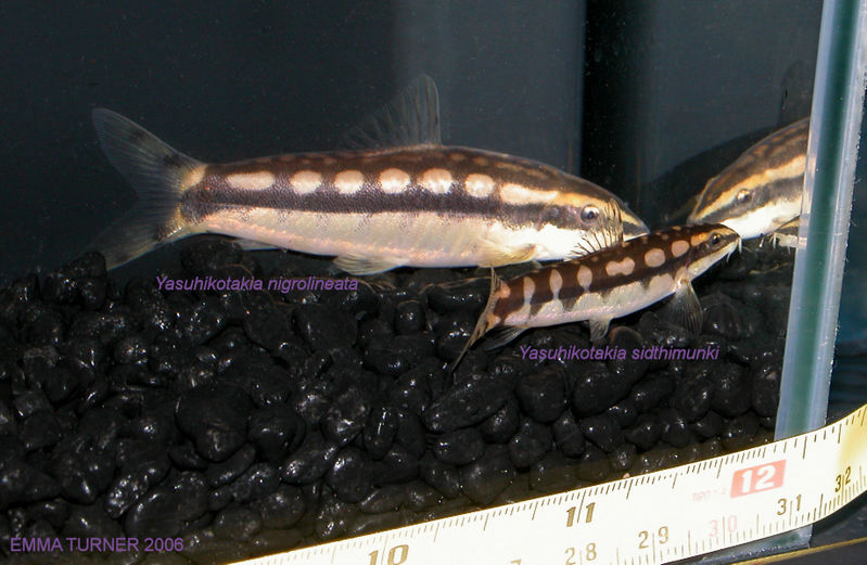 Ambastaia nigrolineata - Comparison with A. sidthimunki