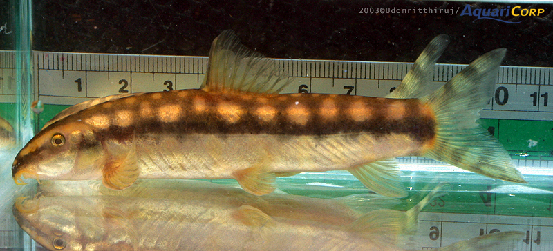 Yasuhikotakia nigrolineata - Large adult