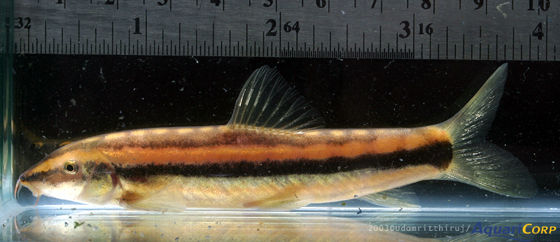 Yasuhikotakia nigrolineata - Large adult