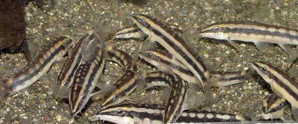 Yasuhikotakia nigrolineata - Group of juveniles