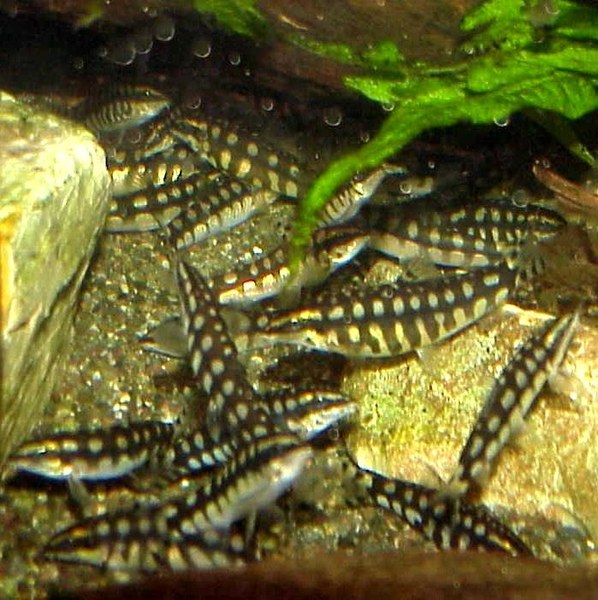 Yasuhikotakia sidthimunki, group of adults