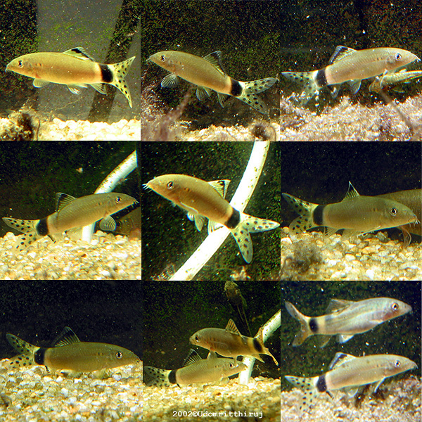 Yasuhikotakia splendida - Lower right picture shows a Y. caudipunctata (above) for comparison. 